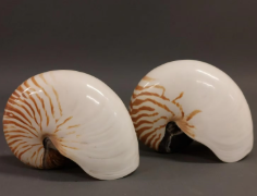 เหลืองอ่อน