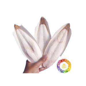 100% กระดูกปลาหมึกธรรมชาติส่งตรงจากเวียดนาม - Product Image 2