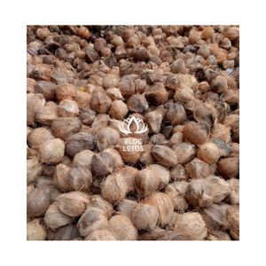 Coco Maduro en Existencia, Selección Limpia para Distribución en Supermercados y Fuente Confiable para la Molienda de Harina de Alta Calidad - Product Image 1