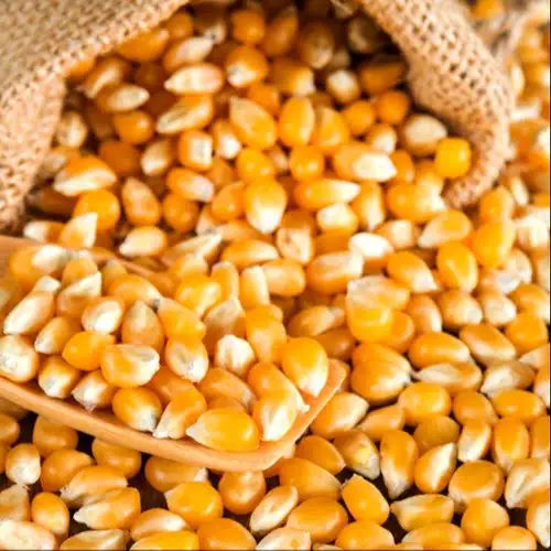 Brazilian Yellow Corn Best Price Wholesale - Yellow Corn For Animal Feed