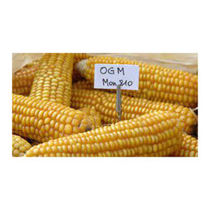 OEM Non Gmo ข้าวโพดเหลืองขายส่ง ผู้ผลิตสูงใหม่ วัสดุที่ดีที่สุด ด้วยอัตราราคาถูก - Product Image 2