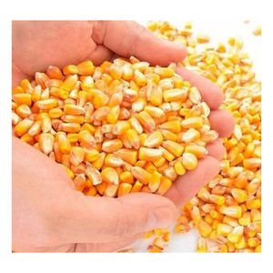 Maïs jaune sans OGM de haute qualité en gros Nouvelle offre du fabricant de meilleurs matériaux à un tarif économique - Product Image 2