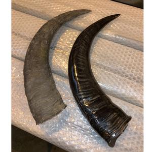 Cuernos de Búfalo Ecológicos Pulidos para Beber, de Alta Calidad a Precio Económico desde India - Product Image 2