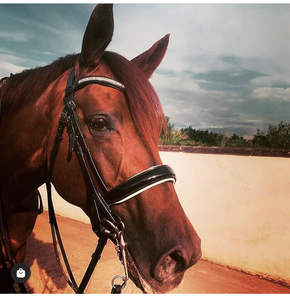 Horse Tack Rose Gold Piping - Drop Noseband Horse Brida-Rose Gold Brow-Band - Product Image 4