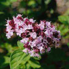 น้ำมันหอมระเหยมาจอแรมบริสุทธิ์ผลิตภัณฑ์ทางการเกษตรแบบพรีเมี่ยม - Product Image 3