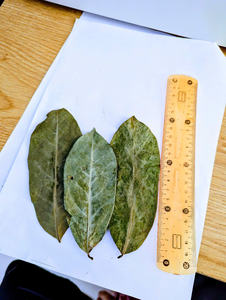 FABRICANTE DE VIETNAM SUMINISTRO SOURSOP HOJAS EN POLVO - Product Image 3