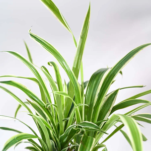 Plante araignée vastu-amicale d'intérieur et d'extérieur de haute qualité (Chlorophytum) riche en oxygène Caractéristiques Pots de différentes tailles pour Noël - Product Image 3