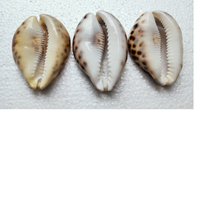 Coquillages de tigre taillés naturels sur mesure de taille 2.5 pouces idéaux pour être utilisés comme pendentifs par les créateurs de bijoux