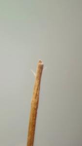 GreenMatrix Bâton dentaire bio à base de plantes Blanchiment naturel des gencives Santé écologique Hygiène dentaire Nettoyage buccal frais Miswak - Product Image 2