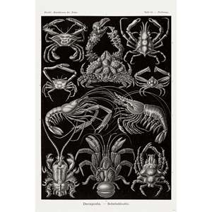 Haeckel Art Forms in Nature-Decapods, Póster en Papel, Placa de Naturaleza Muerta 86 - Product Image 1