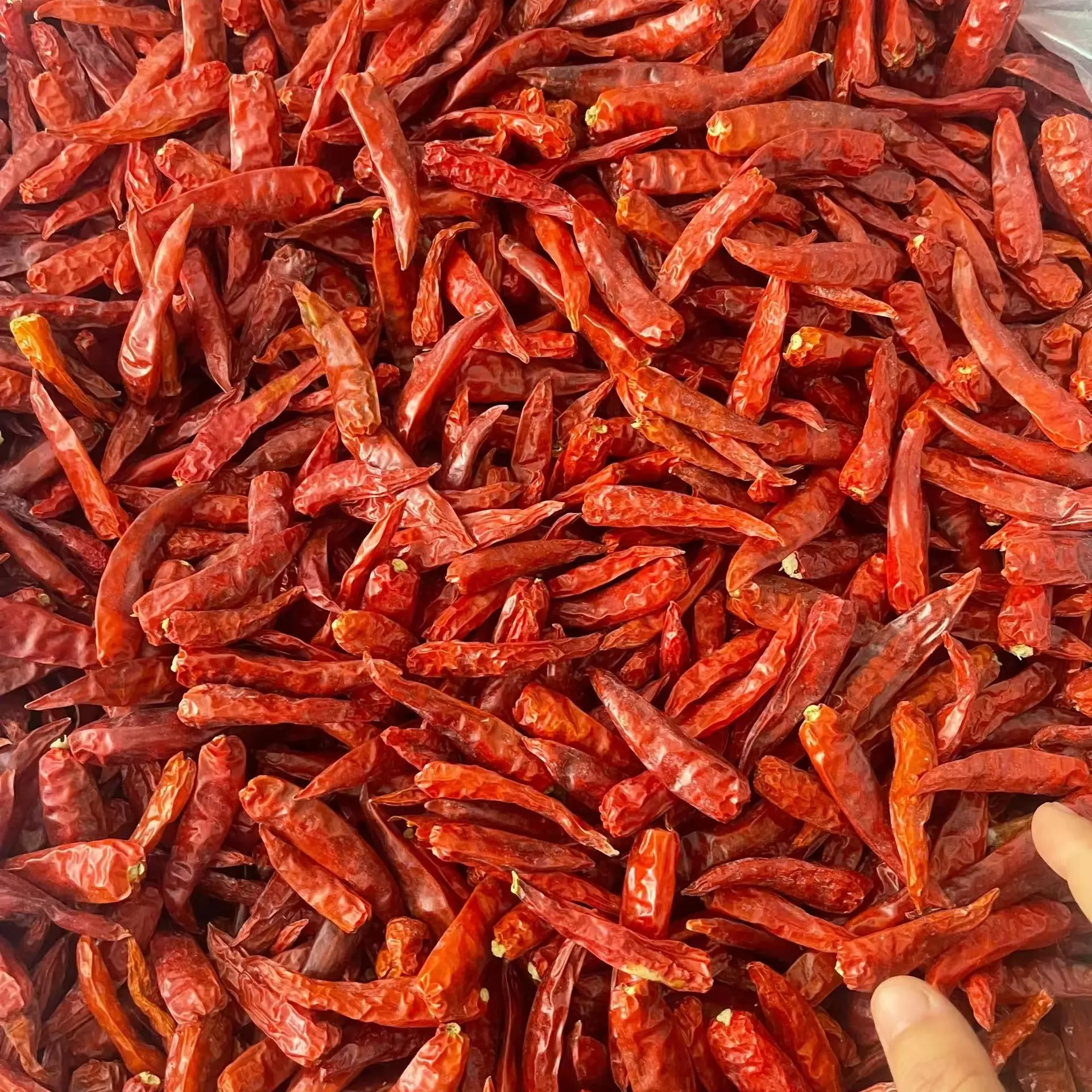 Quality dried chili qualified for export