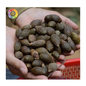 Vietnam Premium Malva <b>Nut</b> Clean Dried Malva <b>Nut</b> Orangutan Seed Scaphium macropodum Export, Dried Malva <b>Nut</b> From Viet Nam - Product Image 2