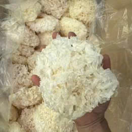 Hongo Tremella Blanco Orgánico de Nieve, Exportación de Vietnam - Product Image 2