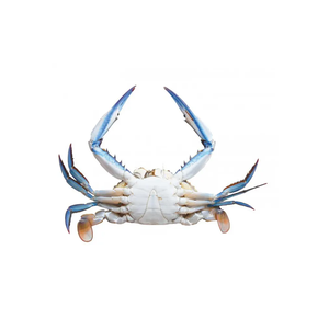 Bulk Premium Fresh Frozen Wild-Caught Blue <b>Crabs</b> IQF BQF Processed 28-30kg Bags for Export Trusted Supplier High Quality Seafood - Product Image 3