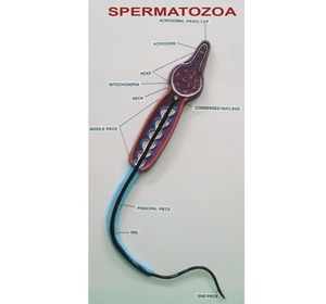 Le modèle de spermatose représente la structure détaillée d'une cellule de sperme humain qui peut être divisée en deux moitiés - Product Image 6