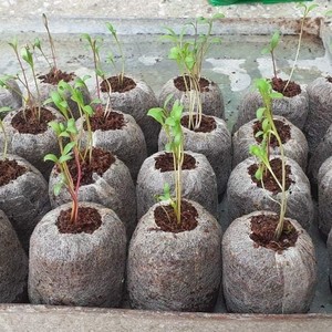 Petits blocs de plantes en croissance Coco cocopéat granulés bio disque de plantation pas cher pour l'exportation - Product Image 6