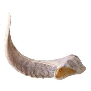 Cuerno de oveja de forma clásica 500-600 gramos de peso mejor 50 piezas para Ram Natural Crafts Venta caliente - Product Image 4