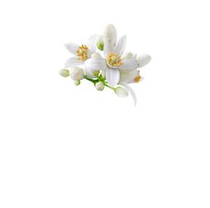 ขวดและบรรจุภัณฑ์ถังบรรจุน้ำมันหอมระเหยเนโรลี่ที่ได้รับการปลูกฝังจากธรรมชาติ - Product Image 3