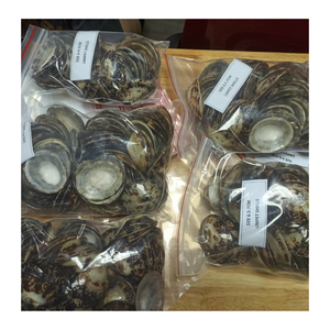 Artesanía de temática costera con concha de Lapa por el exportador de Vietnam 99 Datos de oro para arte y uso interior - Product Image 1