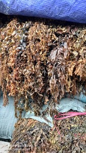 Qualité des algues Sargasses séchées/Algues Sargasses/Algues brunes à grandes feuilles du Vietnam - Product Image 3