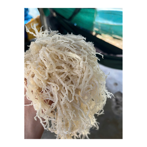 Cartilage séché aux algues texture croustillante mâcher lisse idéal pour une utilisation alimentaire dans des recettes sèches ou liquides faites frais tous les jours - Product Image 5