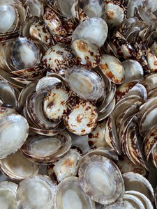 Coquille de limpet solide de forme naturelle pour la décoration artisanale et les projets de design créatif, adaptée aux commandes en gros - Product Image 3