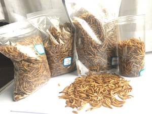 Gusanos de harina frescos y vivos para mascotas/Katty - Product Image 2