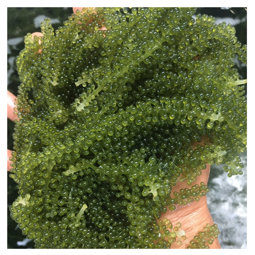 Лидер продаж, морские водоросли с соленым морским виноградом/сушеные морские водоросли умибудо/водоросли лато, упаковка лучшего качества от 99 ГД
