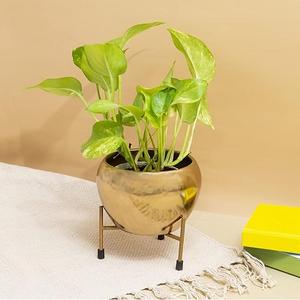 Jardinière en métal en fer plaqué laiton pour la décoration de jardin jardinière en métal fini personnalisé exportateur en gros pour taille personnalisée - Product Image 2