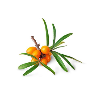 Tarte naturelle argousier baies séchées Agriculture produits de bien-être - Product Image 2