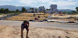 Algues Cottonii pour la vente en gros du fournisseur vietnamien-Produit de qualité supérieure algues Cottonii séchées fraîches en grande exportation - Product Image 5