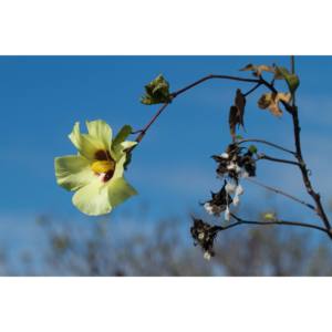 ผ้าฝ้ายดิบบริสุทธิ์ฟอกเป็นมิตรต่อสิ่งแวดล้อม100% สต็อกสำหรับวัสดุไส้แบบสปินนิ่ง - Product Image 1