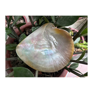 Venta caliente pequeños platos de caviar de nácar estilo de diseño clásico para fiestas Placa de fregona estilo de lujo - Product Image 5