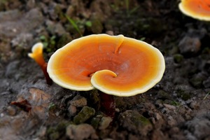 Tùy chỉnh Reishi & Mướp Đắng Chiết xuất chất chống oxy hóa viên nang tự nhiên bổ sung cho người lớn sử dụng năng lượng-thúc đẩy công thức - Product Image 5