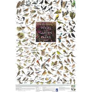 European Garden and Park Birds Laminated Paper <b>Poster</b> for Wall Display - Product Image 1