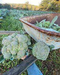 Brócoli fresco de alta calidad de Francia orgánico natural 1kg 24 días de vida útil - Product Image 3