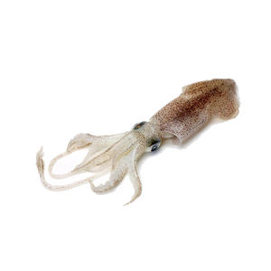 Calamar japonés de alta calidad, preparado para requisitos de ventas al por mayor - Product Image 1