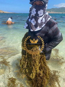 สาหร่ายซากัสซึมอบแห้งสีน้ำตาลเข้มสำหรับตลาดจีนจากเวียดนามถุง25-30กก. - Product Image 3