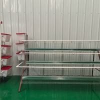 Système de cages commerciales pour poulets pondeuses avec équipement d'alimentation automatique pour élevages avicoles