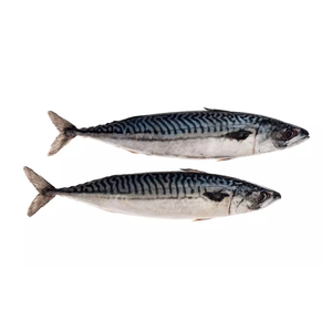 Fresh & Frozen Mackerel <b>Fish</b> in Bulk Stock From Netherlands Manufacturer Option for Fishes - Product Image 4