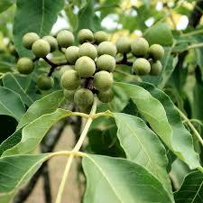 Amur Huile de Fruit de Cork Tree Huile Essentielle Pure Hydratante Pressée à Froid Arbre à Thé Menthe Poivrée Lavande Eucalyptus Orange Pamplemousse - Product Image 2