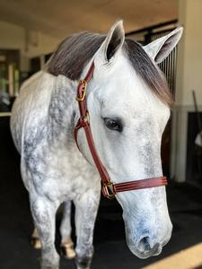 Beval LTD Cuir Durable Triple Stitch Smart Halter Construction Premium - Product Image 6