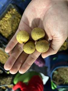 ลำไยเวียดนามฉ่ำหวาน สำหรับส่งออก รสชาติหวานสดใหม่ เปลือกบาง ผลไม้เมืองร้อน บรรจุภัณฑ์ขายส่ง คุณภาพพรีเมียม - Product Image 5