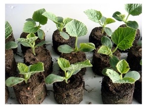 100% naturel jiffy noix de coco granule de coco-coco tourbe granule de coco meilleur prix en vente-Top produits de coco vente chaude 2024 - Product Image 4