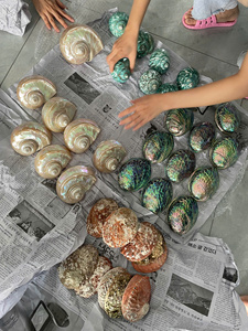 เปลือกหอยหมวกแตน, เปลือกหอยธรรมชาติ, เปลือกหอยในทะเลจำนวนมาก - Product Image 4