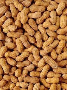 Granos de cacahuete pelados orgánicos frescos blanqueados y tostados en caja a granel para exportación directa desde Turquía - Product Image 2