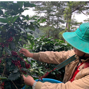 Precio al por mayor de granos de café tostado ROBUSTA natural City Roast, café fuerte con chocolate oscuro, 1 tonelada, buen precio de fábrica para exportación - Product Image 4