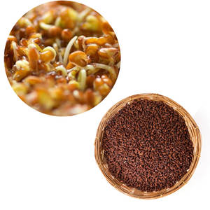 Berro | Crece con cuidado sencillo | Perfecto para principiantes - Product Image 3