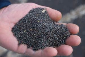 Semillas de colza originales de alta calidad/semillas de colza a precio mayorista barato - Product Image 2