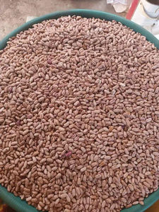 2022 nouvelle culture meilleure qualité haricots en gros haricots secs Pinto haricot moucheté léger - Product Image 4